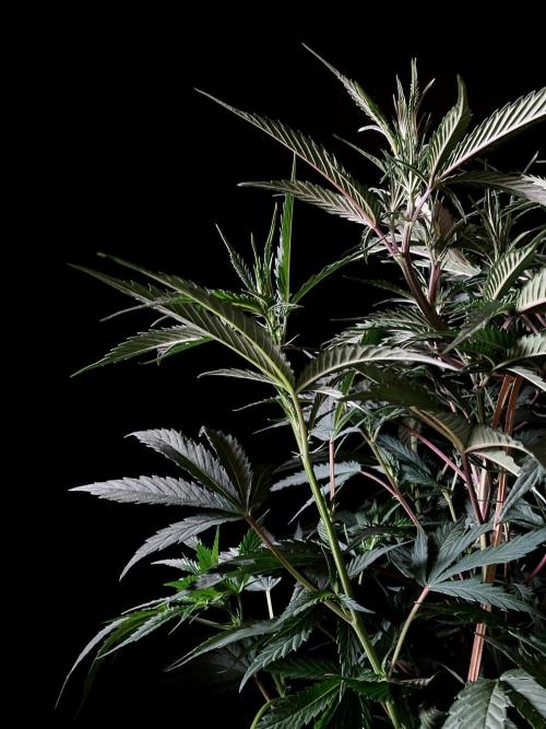 3M 👩 Runtz x Brazil. Week 10