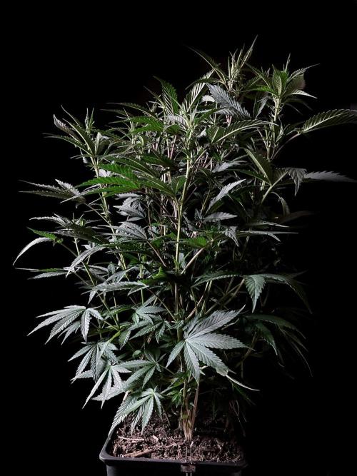 3M 👩 Runtz x Brazil. Week 10