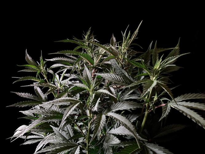 3M 👩 Runtz x Brazil. Week 10