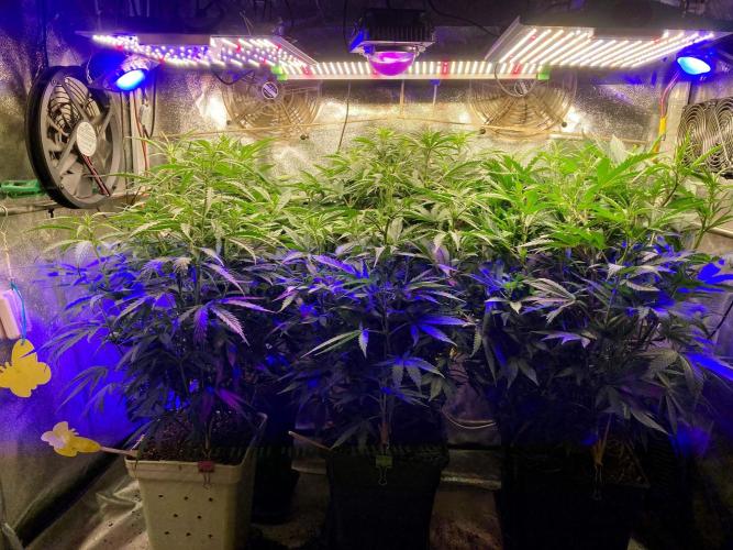3M 👩 Runtz x Brazil. Week 10