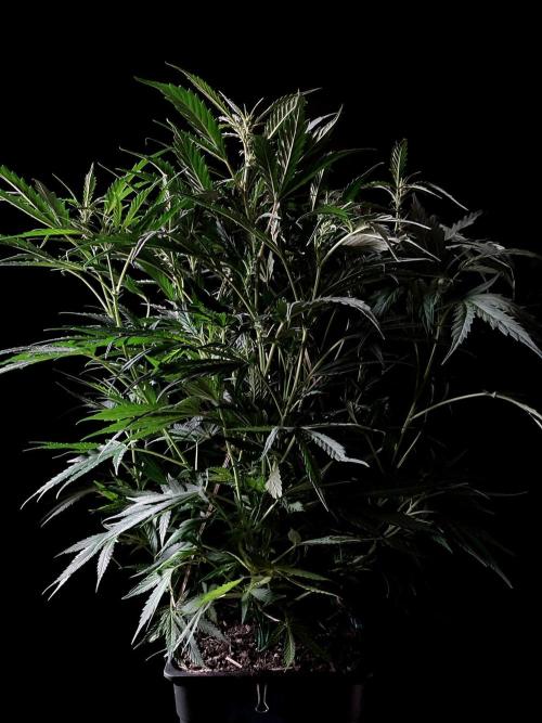 3M ❌ Tangie x Brazil. Week 10