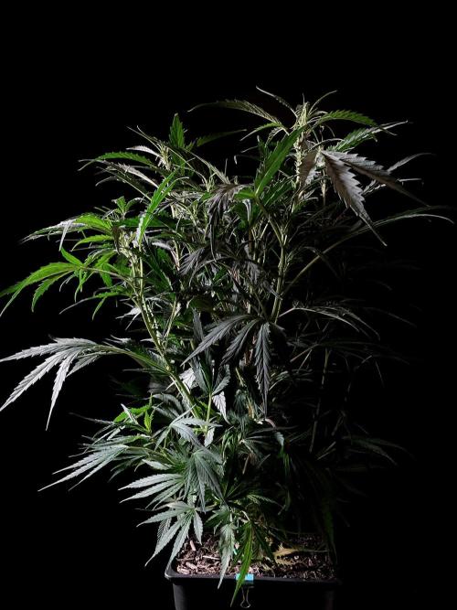 3M ❌ Tangie x Brazil. Week 10