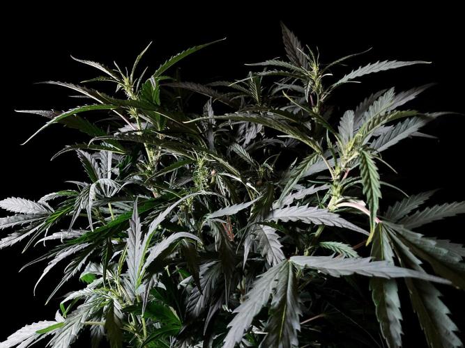 3M ❌ Tangie x Brazil. Week 10