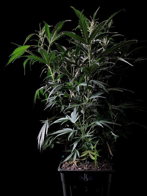 3M ❌ Tangie x Brazil. Week 10