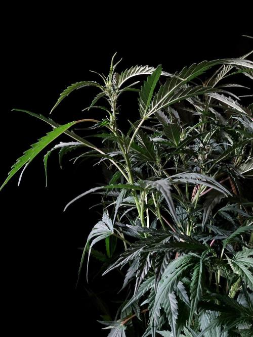 3M ❌ Tangie x Brazil. Week 10