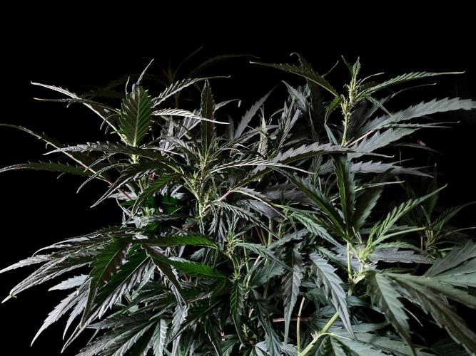 3M ❌ Tangie x Brazil. Week 10