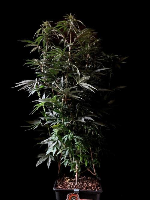 3M 🌮 Mexican Rush. Week 10
