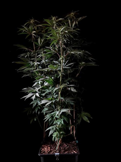 3M 🌮 Mexican Rush. Week 10