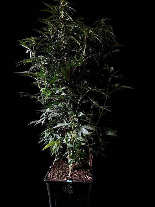 3M 🌮 Mexican Rush. Week 10