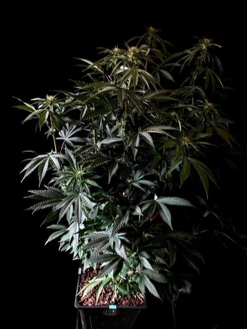 3M 🌮 Mexican Rush. Week 10