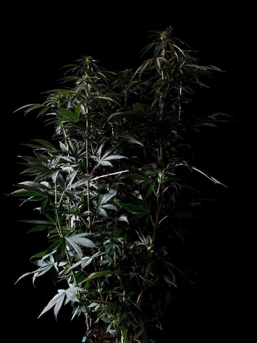 3M 🌮 Mexican Rush. Week 10