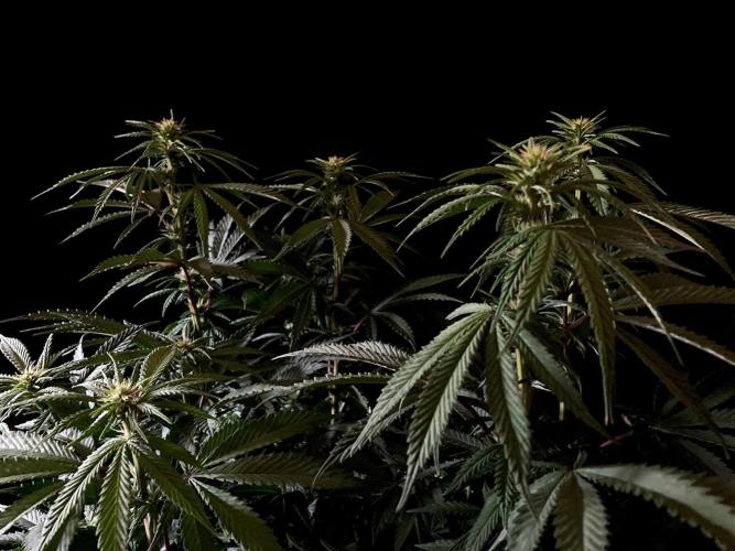 3M 🌮 Mexican Rush. Week 10