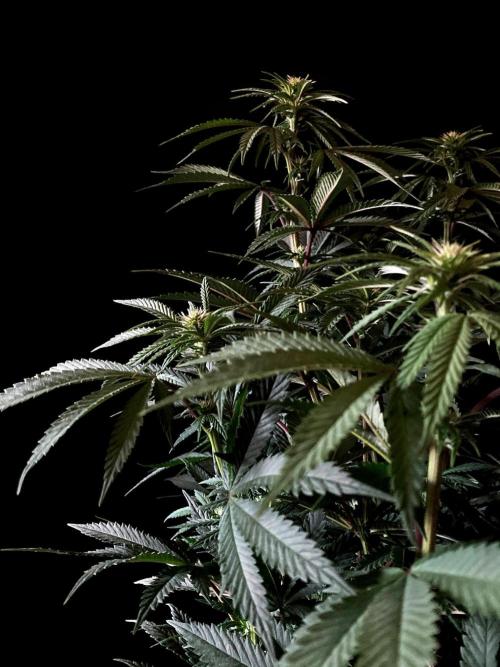 3M 🌮 Mexican Rush. Week 10