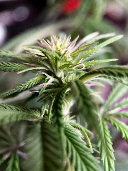 3M 🌮 Mexican Rush. Week 10