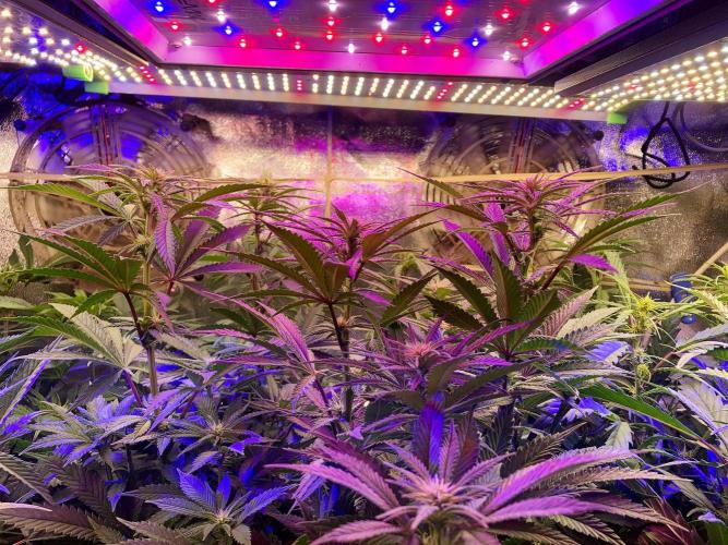 3M 🌮 Mexican Rush. Week 10