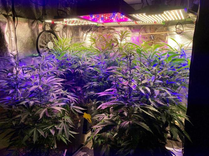 Mexican Rush. Week 10
