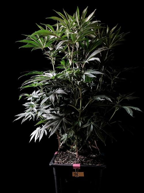 3M 🔺 Tutankhamon. Week 9