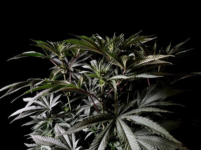 3M 🔺 Tutankhamon. Week 9