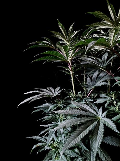 3M 🔺 Tutankhamon. Week 9