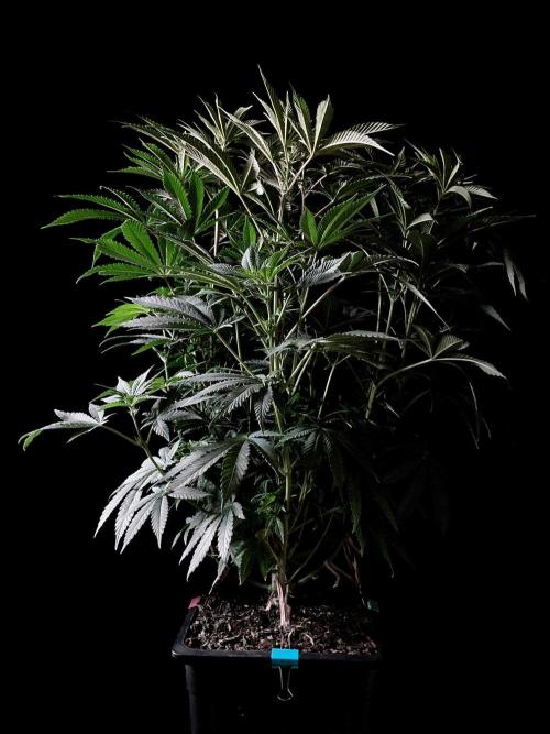 3M 🔺 Tutankhamon. Week 9