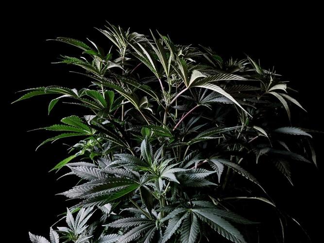 3M 🔺 Tutankhamon. Week 9