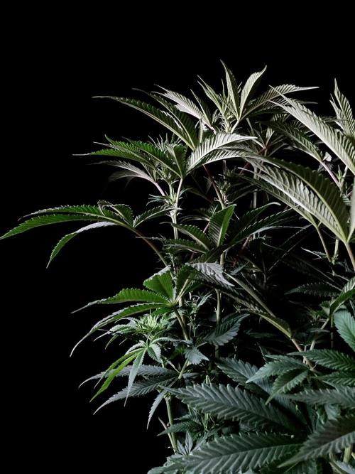 3M 🔺 Tutankhamon. Week 9