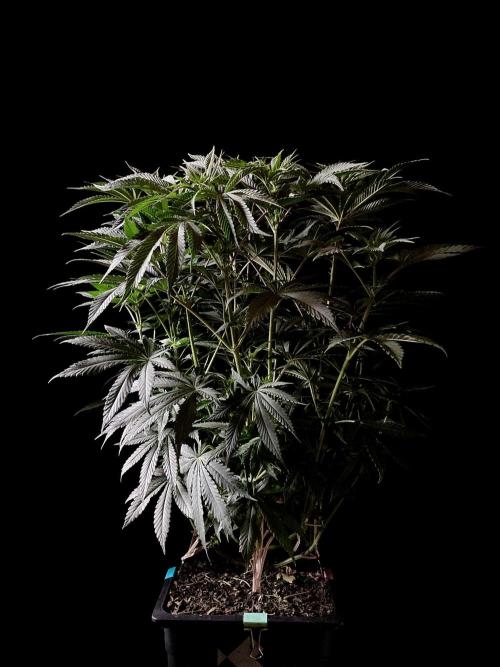 3M 🔺 Tutankhamon. Week 9