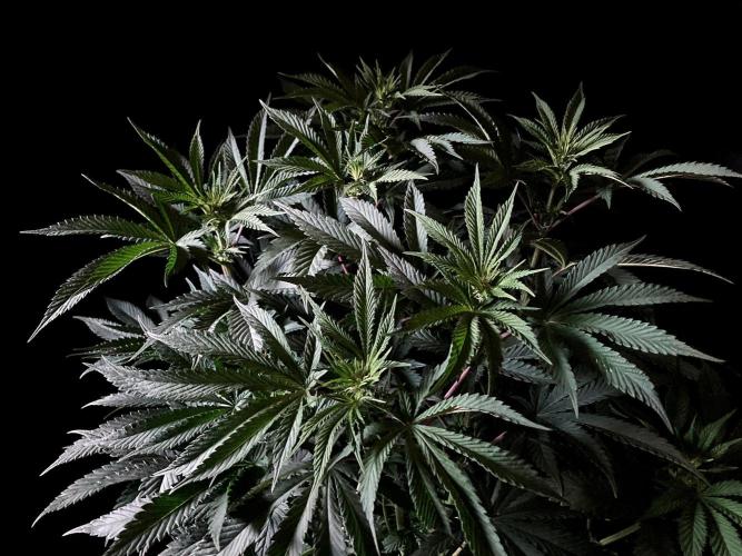3M 🔺 Tutankhamon. Week 9