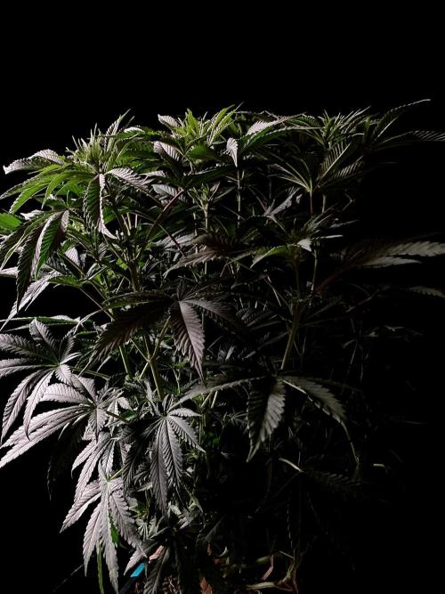 3M 🔺 Tutankhamon. Week 9