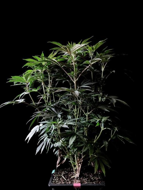 3M 🔺 Tutankhamon. Week 9