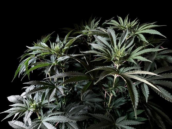 3M 🔺 Tutankhamon. Week 9