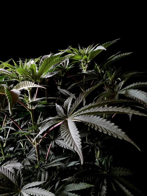 3M 🔺 Tutankhamon. Week 9