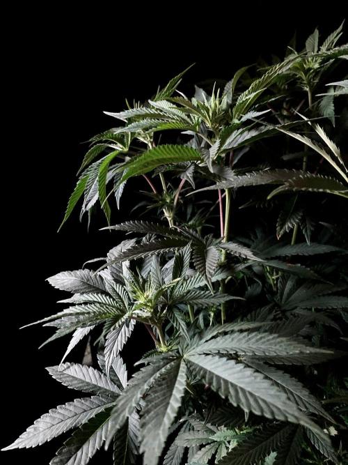 3M 🔺 Tutankhamon. Week 9