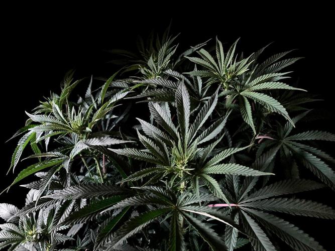 3M 🔺 Tutankhamon. Week 9