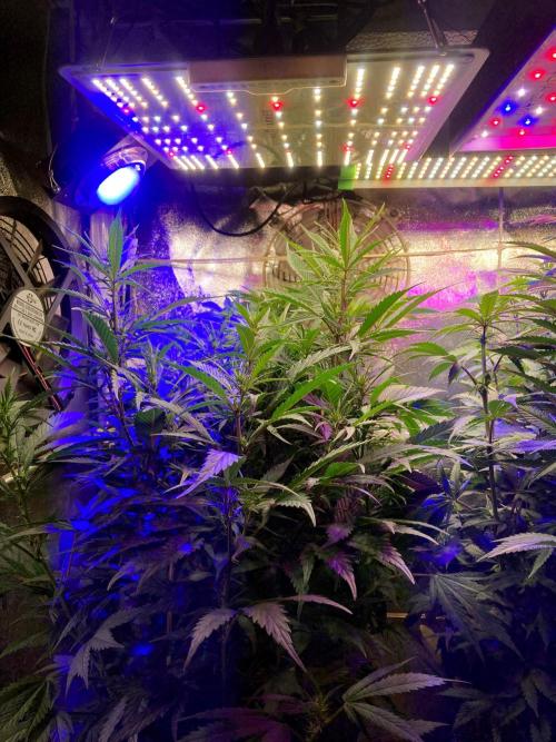 3M 🔺 Tutankhamon. Week 9
