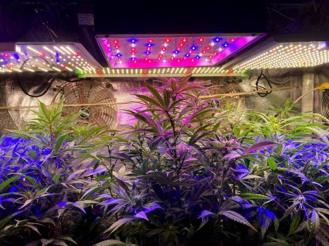 3M 🔺 Tutankhamon. Week 9