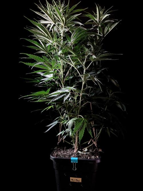 3M 🍁 NL x Thai. Week 8