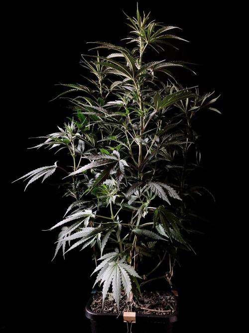 3M 🍁 NL x Thai. Week 8