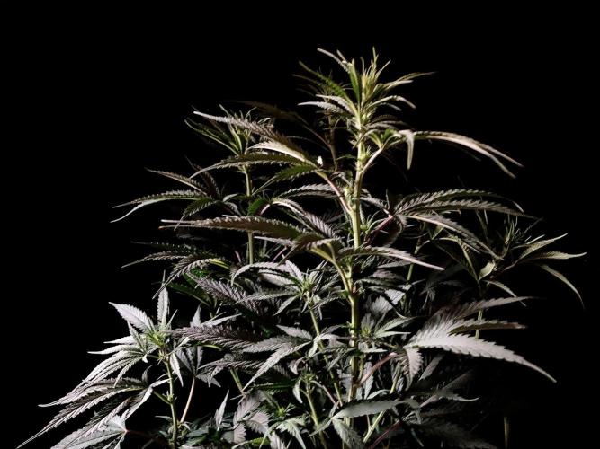 3M 🍁 NL x Thai. Week 8