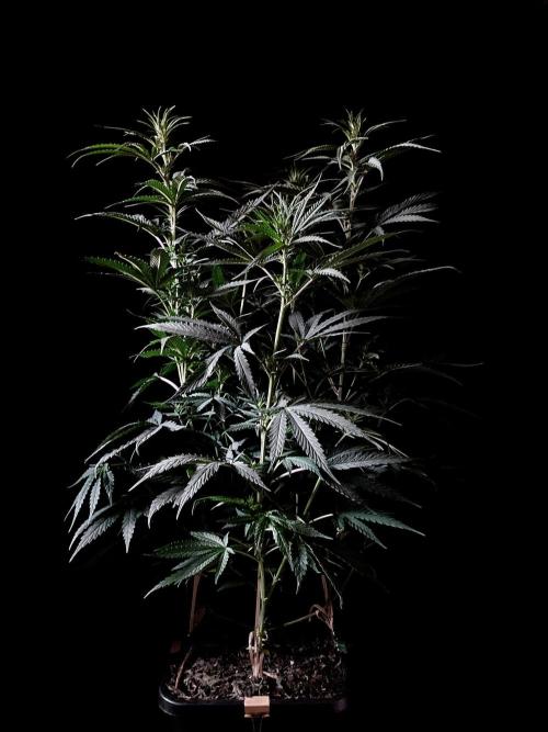 3M 🍁 NL x Thai. Week 8