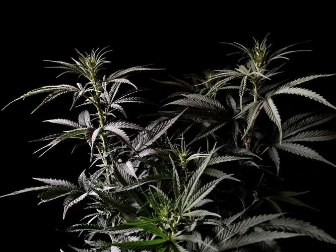 3M 🍁 NL x Thai. Week 8