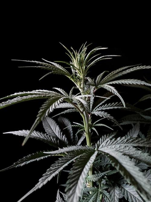 3M 🍁 NL x Thai. Week 8