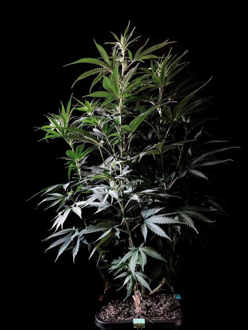 3M 🍁 NL x Thai. Week 8