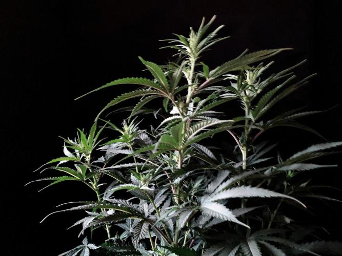 3M 🍁 NL x Thai. Week 8