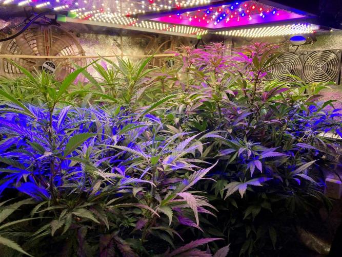 3M 🍁 NL x Thai. Week 8