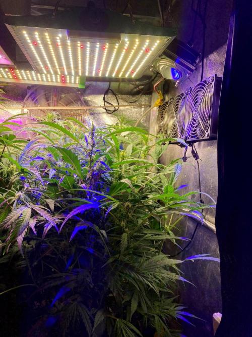 3M 🍁 NL x Thai. Week 8