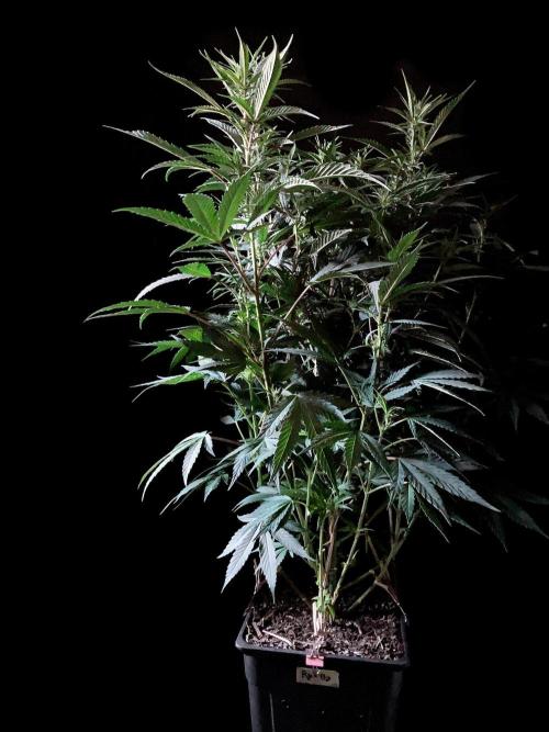 3M 👩 Runtz x Brazil. Week 11