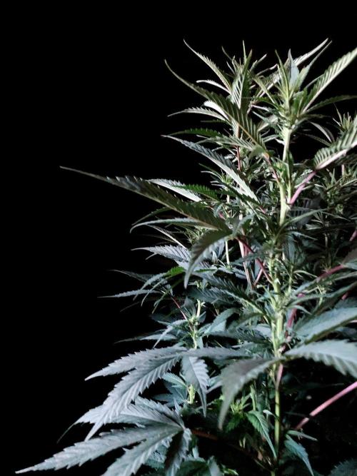 3M 👩 Runtz x Brazil. Week 11