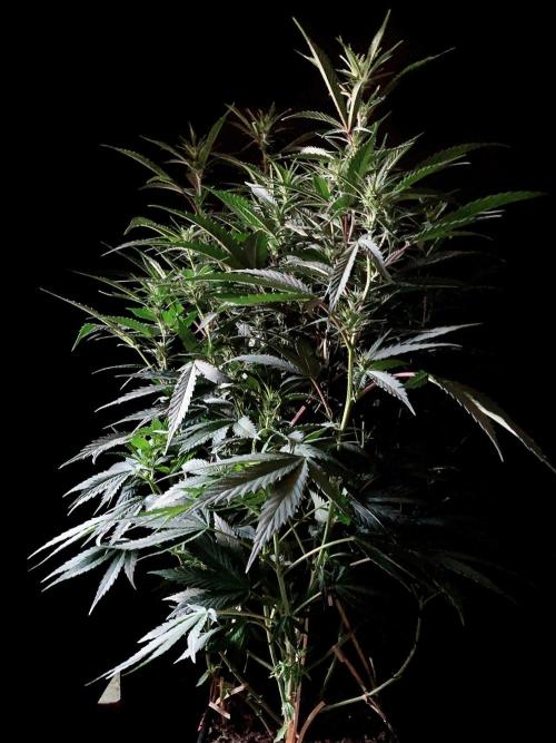 3M 👩 Runtz x Brazil. Week 11