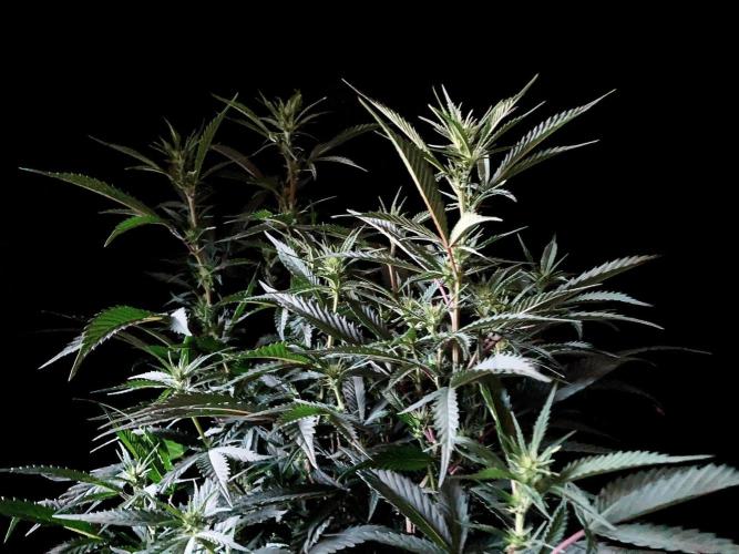 3M 👩 Runtz x Brazil. Week 11